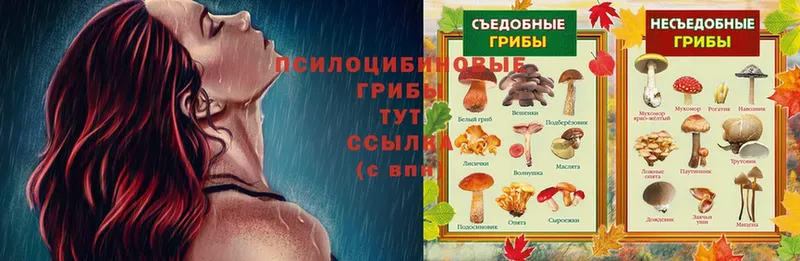 купить  цена  Белозерск  Псилоцибиновые грибы Psilocybine cubensis 